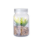 Planta Decorativa Kyala