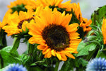 Sobre con semillas de girasol
