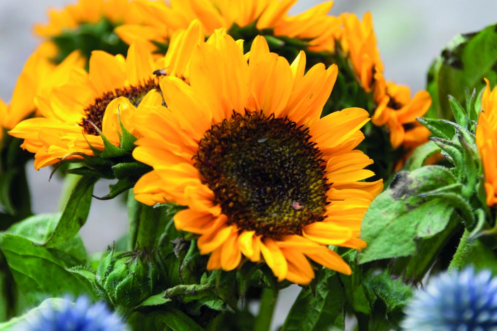Sobre con semillas de girasol