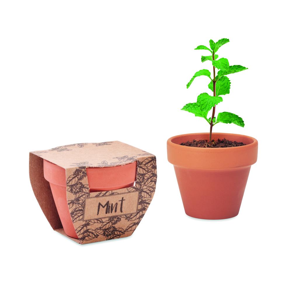 Maceta con semillas de menta