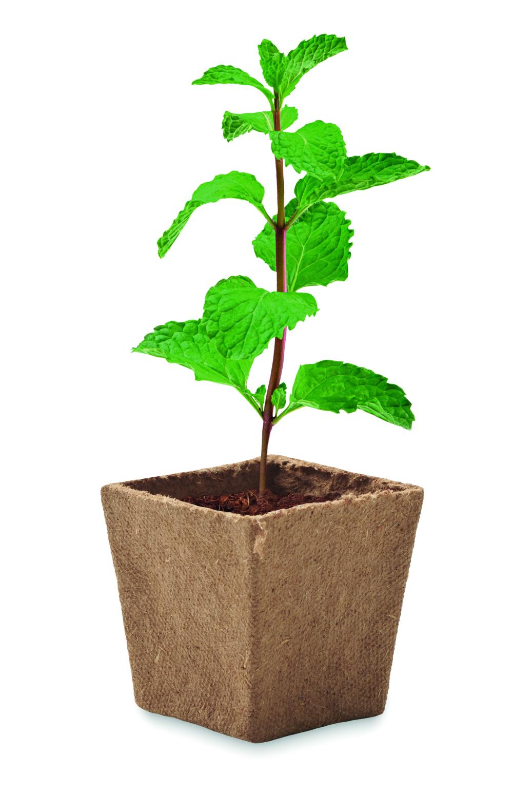 Kit cultivo semillas de menta