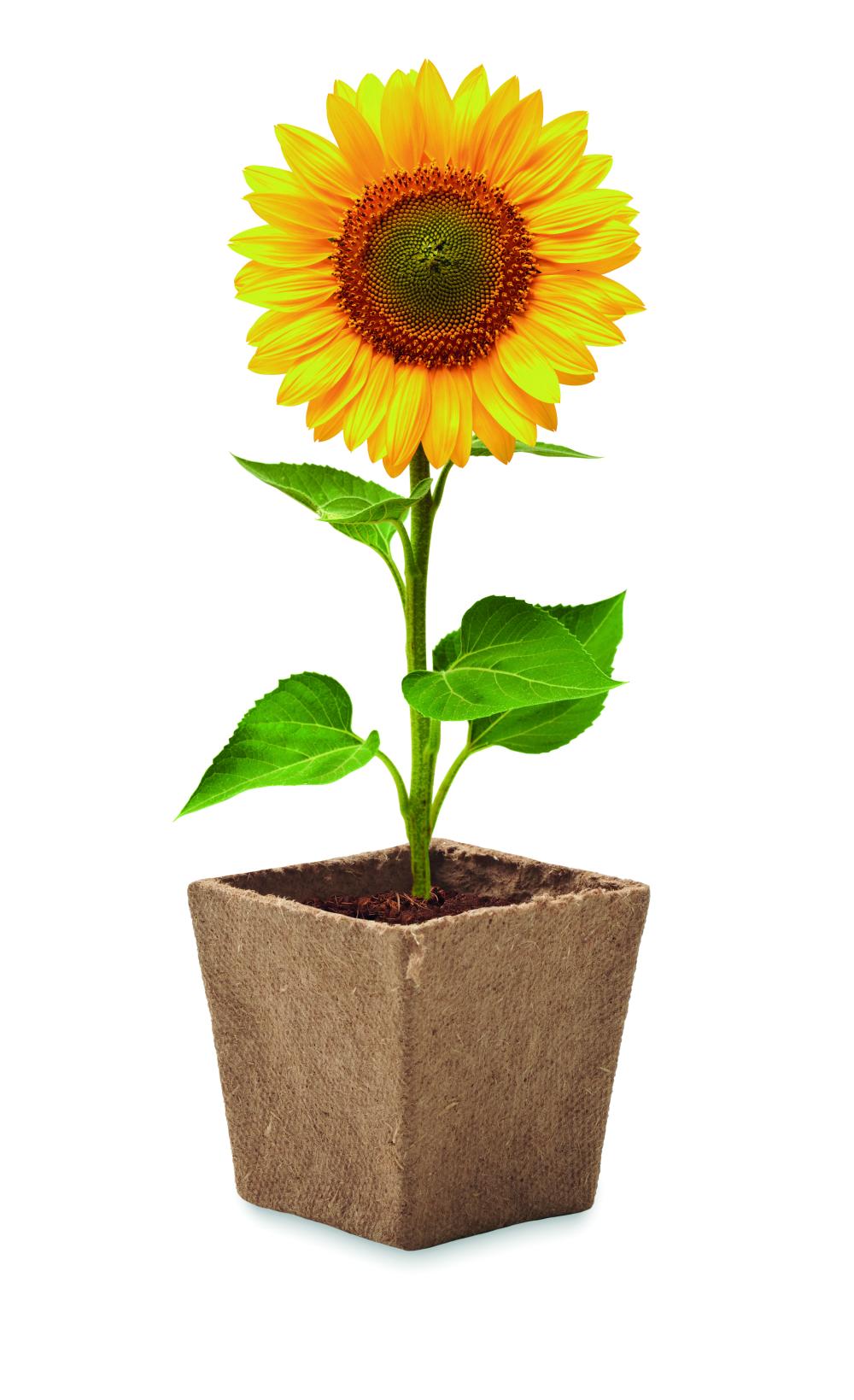 Kit de cultivo de girasoles