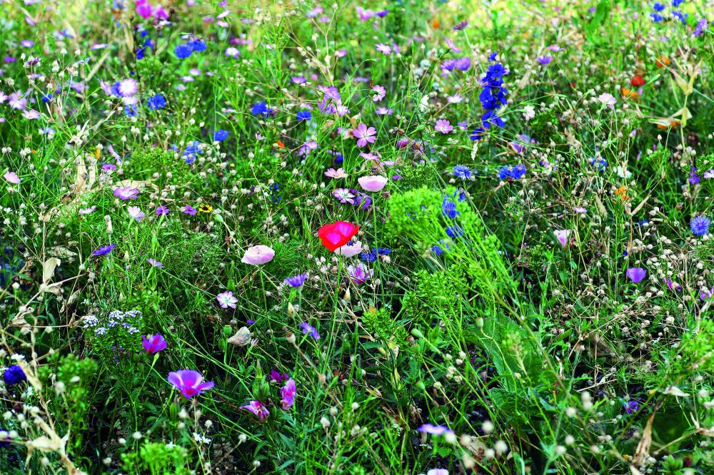 Mezcla de semillas de flores