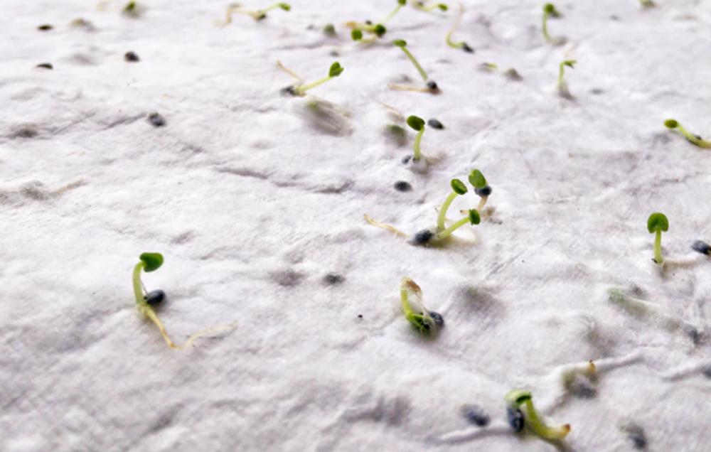 Texto alternativo de imagen