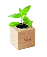 Maceta con semillas de menta